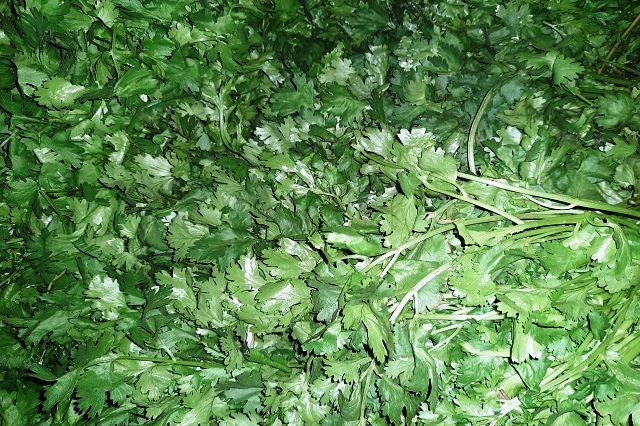 coriander leaves